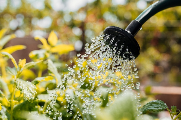 無料の写真 花の水やりを閉じる