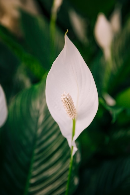 Close-up of white anthurium andreanum flower | Free Photo