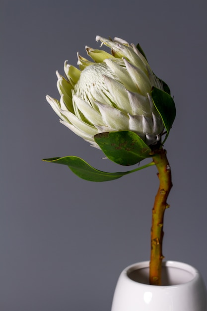 Premium Photo Close Up White King Protea Flower In Minimalistic