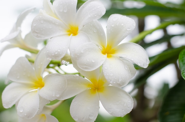 White Plumeria Or Frangipani Flowers With Water Drops After Rainfalls