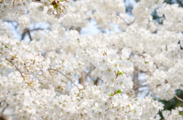 Premium Photo | Close up white sakura flower blossom on tree in spring ...