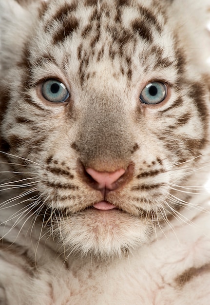 alive white tiger cub