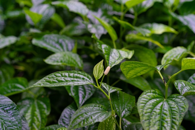 Premium Photo | Close up of wild betel leafbush or chaplo leaves in the ...