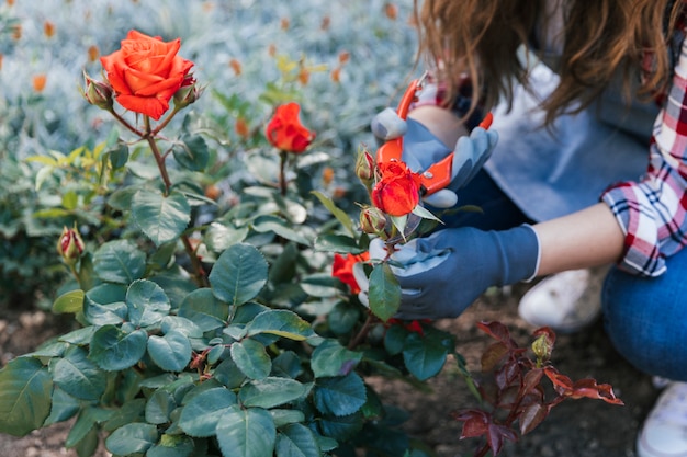 Close-up of woman trimming the rose on plant with secateurs Free Photo