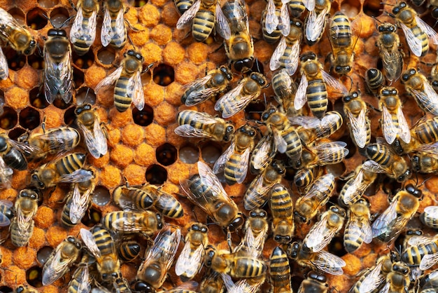 Premium Photo | Close-up of working bees on honeycombs. beekeeping and ...