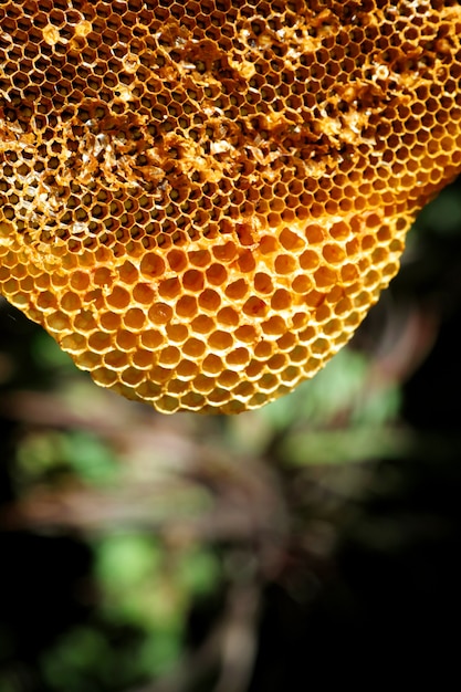 Beehive Pattern | Free Vectors, Stock Photos & PSD
