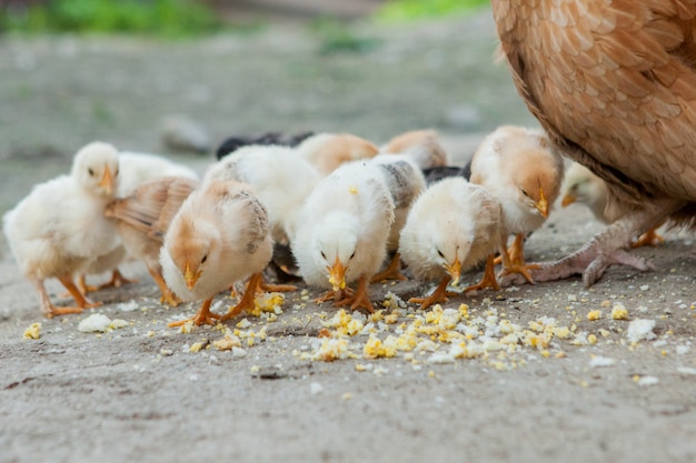 Close up yellow chicks on the floor , beautiful yellow little chickens, group of yellow chicks Premi