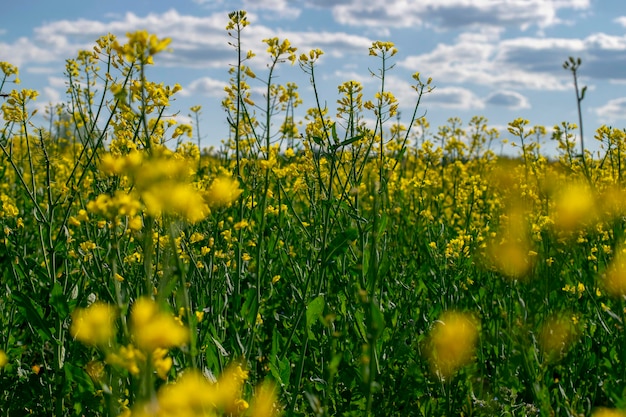Premium Photo | A close up of yellow flowering rapeseed fields in ...