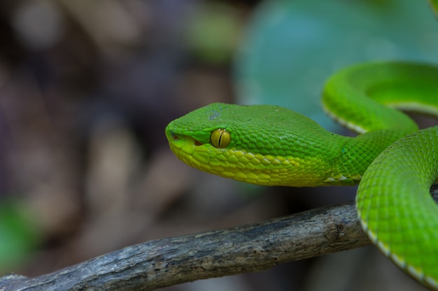 黄色い唇グリーンピットバイパー蛇を閉じる プレミアム写真
