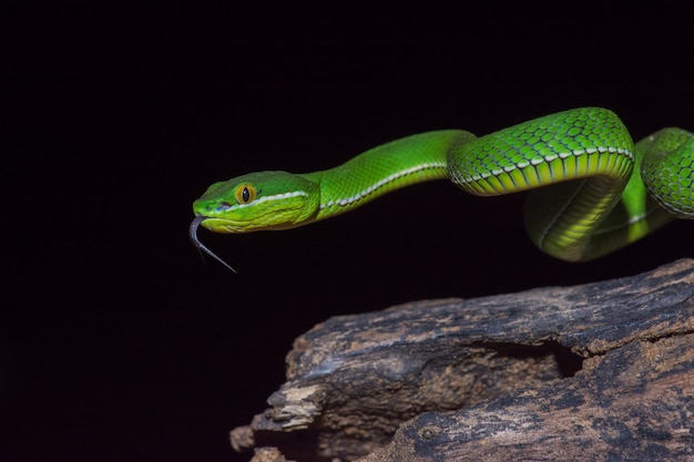Premium Photo Close Up Yellow Lipped Green Pit Viper Snake
