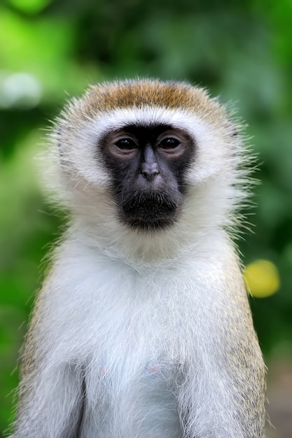 Free Photo | Close Vervet Monkey In National Park Of Kenya, Africa