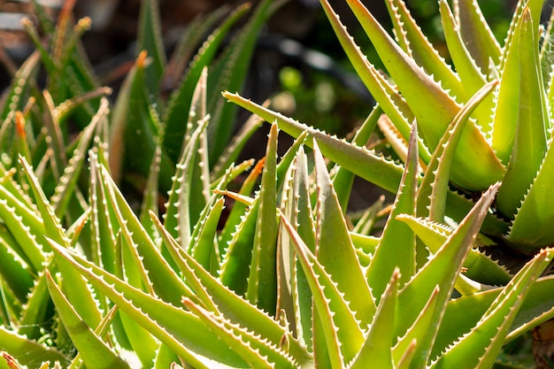 Close view a lot of aloe vera leaves Free Photo