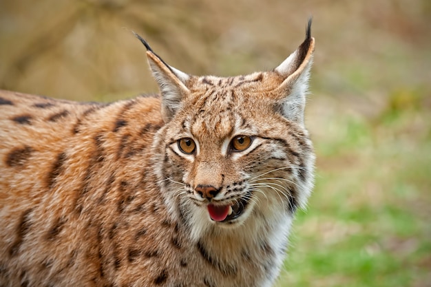 Premium Photo | Close view of smiling wild lynx in nature