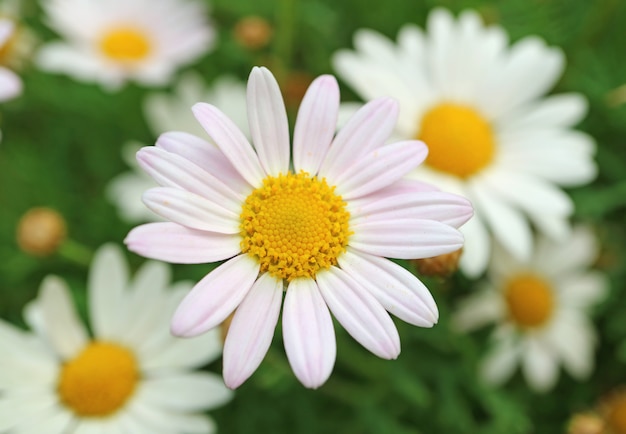 Premium Photo Closed Up Pale Pink Daisy Flower With Blurred White Daisies In Background