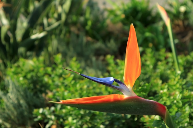 Premium Photo | Closed up vivid orange and blue bird of paradise flower