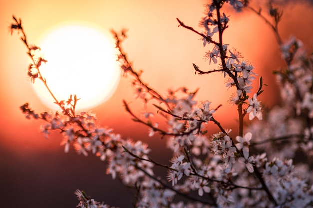 Free Photo | Closeup of an apricot blossom with the beautiful sunset in ...