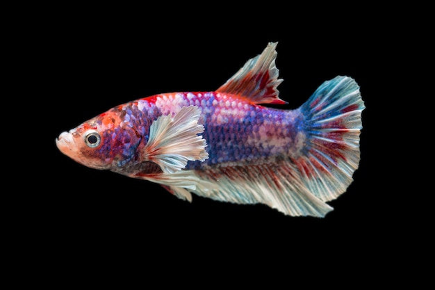 Closeup beautiful action betta fish | Premium Photo