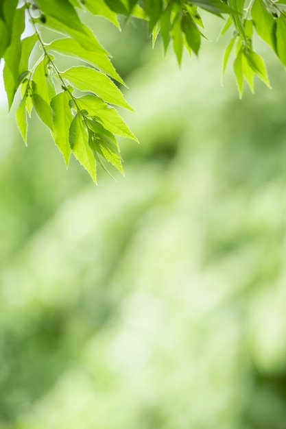 Premium Photo | Closeup beautiful attractive nature view of green leaf