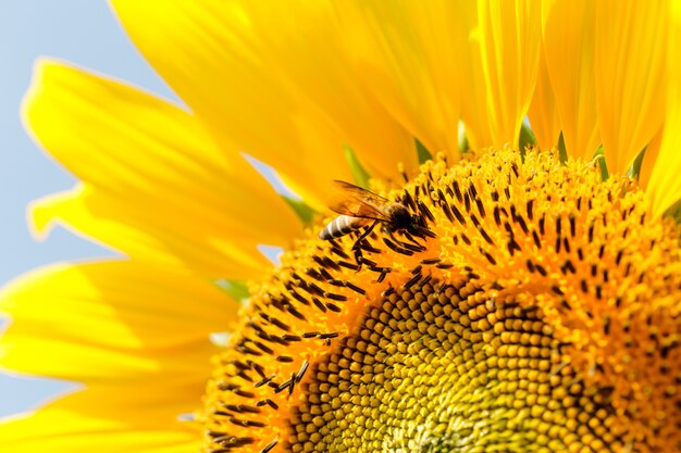 Premium Photo | Closeup beautiful bee on sunflowers garden natural ...