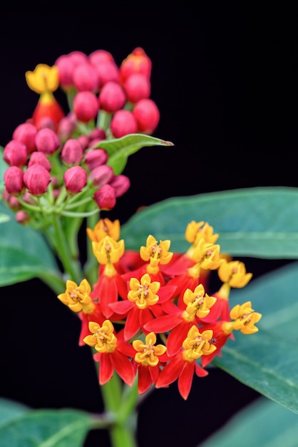 Premium Photo | Closeup beautiful and exotic flowers are yellow pollen ...