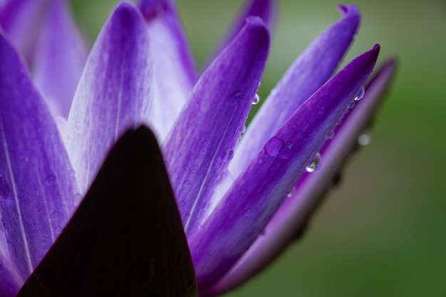 池のクローズアップ美しい蓮の花 蓮の水滴 プレミアム写真