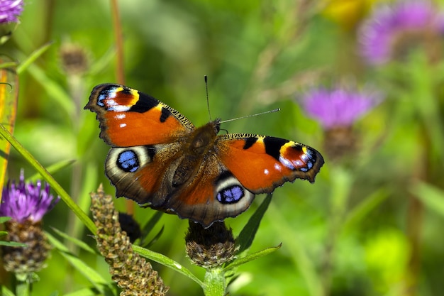 Premium Photo | Closeup of a beautiful peacock butterfly on a flower