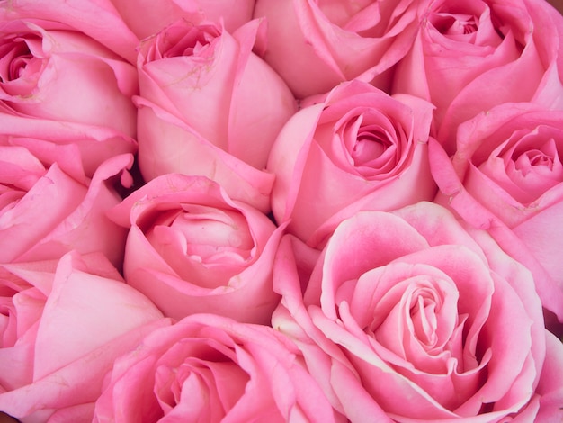 Premium Photo Closeup Of Beautiful Pink Rose Flowers