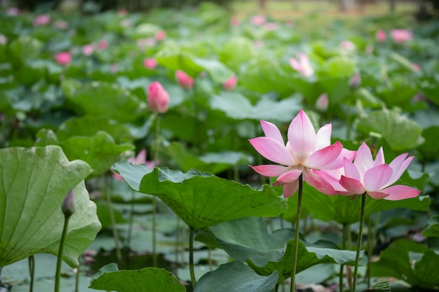 Premium Photo | Closeup beautiful two pink lotus blooming with green ...