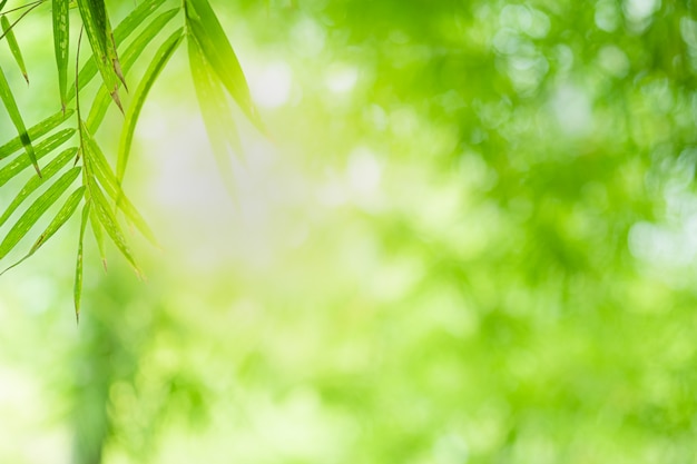 プレミアム写真 緑の自然緑の笹の葉の美しい景色をクローズアップは 日光とコピースペースと背景をぼかし 自然の生態学の夏の背景と新鮮な壁紙 のコンセプトに使用されます