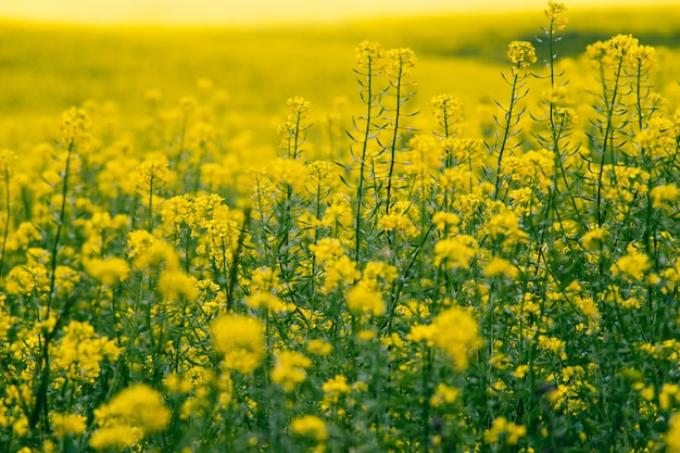 Premium Photo | Closeup on blossom canola or colza flowers field