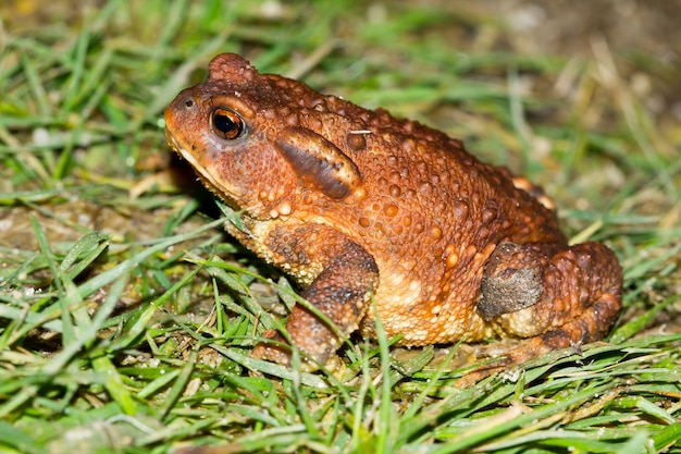 1,000+ Green Toad Pictures