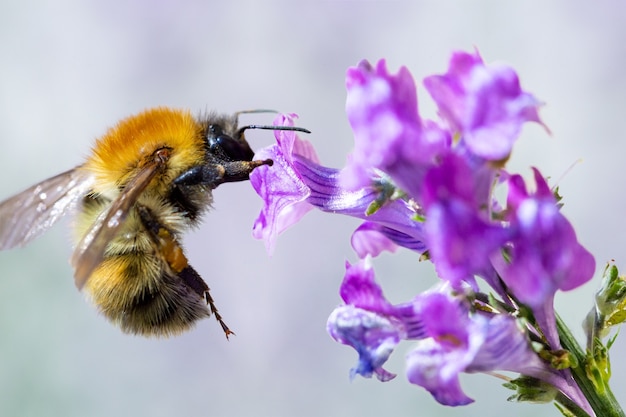 Premium Photo | Closeup of bumblebee foraging a flower macro ...