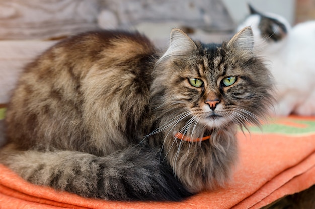 Premium Photo | Closeup of a cat sitting on bench with blurred ...