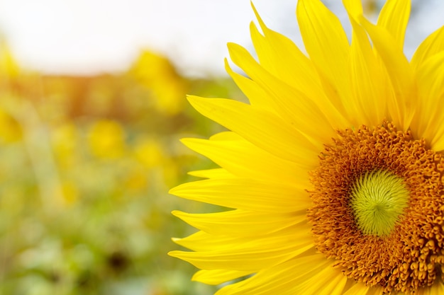 Premium Photo | Closeup and clop big sunflower on blurry background.