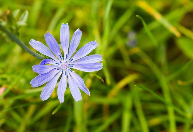 Free Photo | Closeup of common chicory in a garden