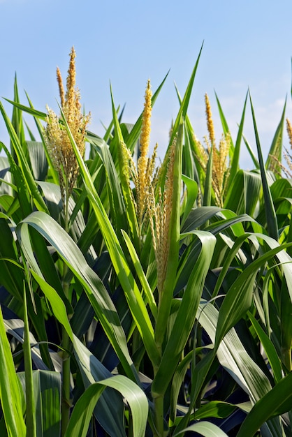 Premium Photo | Closeup of corn plants with tassel