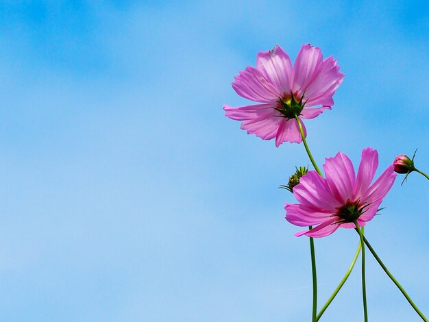 Premium Photo | Closeup cosmos on light blue sky