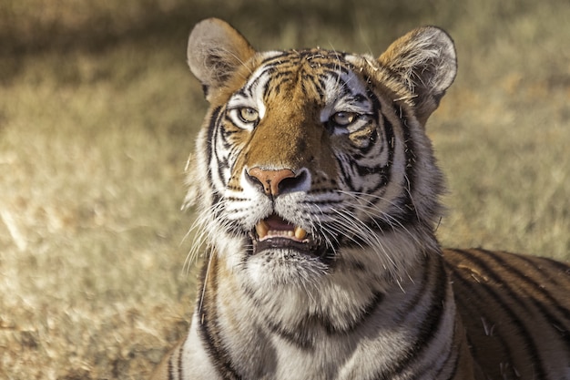 Premium Photo | Closeup of a cute bengal tiger