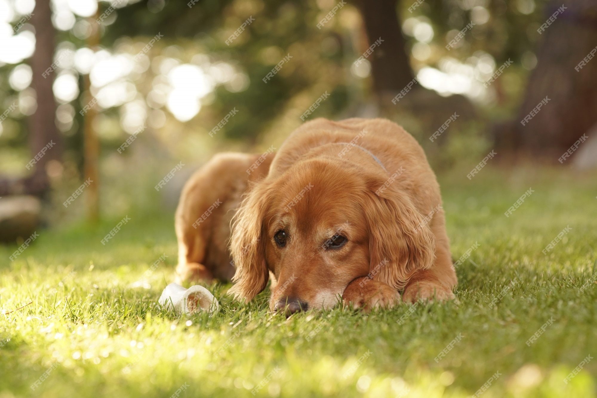 Free Photo | Closeup of a cute golden retriever laying on the grass ...