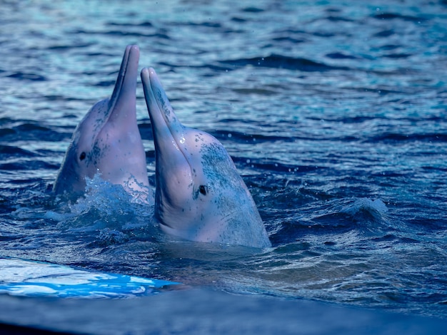 クローズアップかわいいピンクのイルカは青い海のスプラッシュ水遊び心のあるイルカと水中からジャンプします プレミアム写真