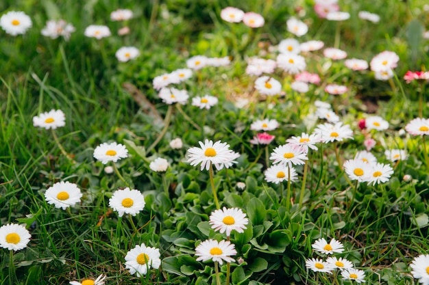 Premium Photo Closeup Of Daisy In Garden Bellis Perennis