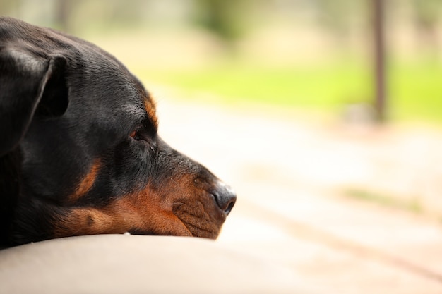 Rottweilers