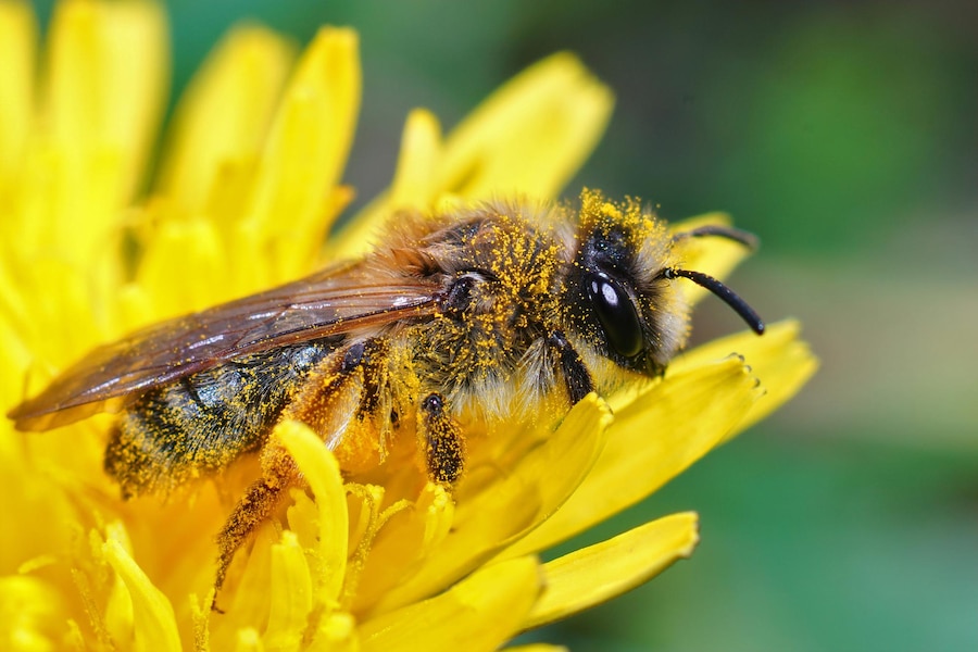 Free Photo | Closeup of the female of the yellow-legged mining bee ...