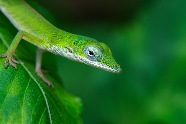 Premium Photo | Closeup of a green gecko on a leaf