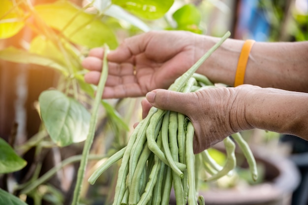 closeup-hand-kept-long-beans-garden_35666-365.jpg (626×417)