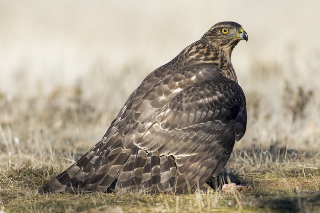 Premium Photo | Closeup of a hawk on the ground ready to fly under the ...