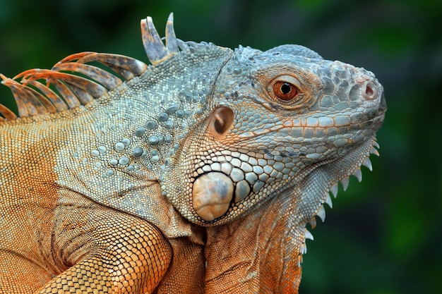 Free Photo | Closeup head of green iguana