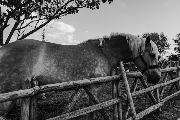 Horse Beside A Wooden Fence At Farm, Black Fence Farm