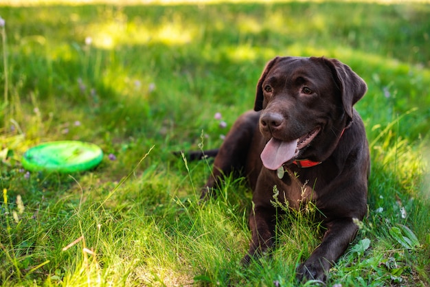 Premium Photo | Closeup labrador lying during rest on the green lawn