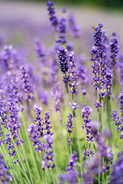 Premium Photo | Closeup of lavender, purple tone sunlight.